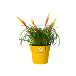 b.for original rund mini 7cm ocker